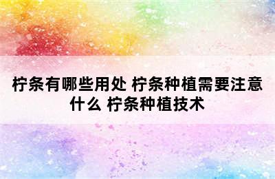 柠条有哪些用处 柠条种植需要注意什么 柠条种植技术